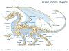     
:  Anatomias Draconica Skeletum.jpg‎
: 288
:	35.4 
ID:	3161