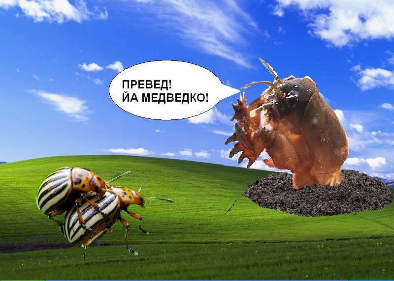 :  MEDVEDKO.JPG
: 440

:  71.1 